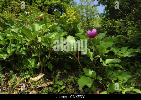 Coral pivoine (Paeonia mascula, Paeonia corallina), la pivoine sauvage sur Sicilia, Italie, Sicile Banque D'Images