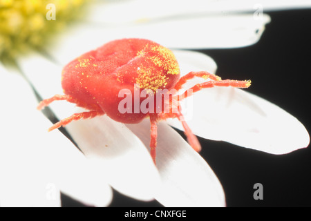 Les acariens de velours rouge Banque D'Images