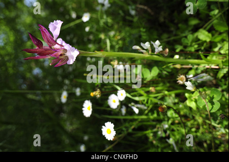 Orchis papillon (Orchis papilionacea), la floraison, l'Italie, Sicile Banque D'Images