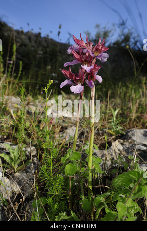 Orchis papillon (Orchis papilionacea), la floraison, l'Italie, Sicile Banque D'Images