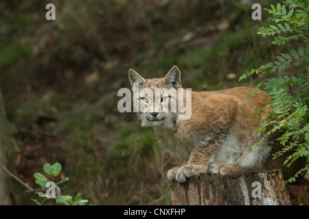Le lynx eurasien (Lynx lynx), assis sur un arbre snag, Allemagne Banque D'Images