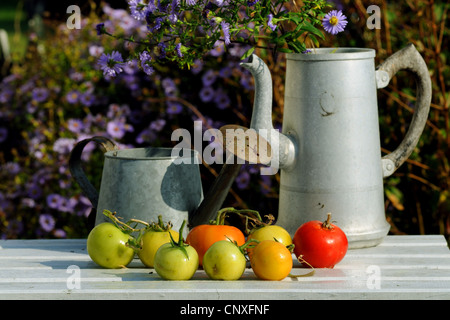 Jardin la tomate (Solanum lycopersicum, Lycopersicon esculentum), tomates allongé sur un banc de jardin Banque D'Images