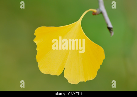 Arbre aux 40 écus, Ginkgo, Arbre de ginkgo, Ginko biloba de ginkgo (arbre), seule la feuille d'automne sur une branche Banque D'Images