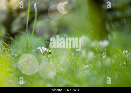 Ramsons (Allium ursinum), dans un pré en fleurs avec la rosée du matin, l'Allemagne, Bade-Wurtemberg Banque D'Images