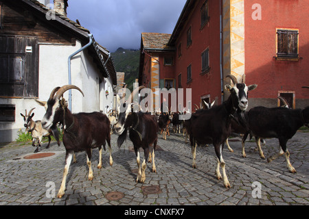 La chèvre domestique (Capra hircus, Capra aegagrus f. hircus), troupeau de chèvres l'élevage est par village, la Suisse, l'Hinterrhein Banque D'Images