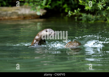 La loutre d'Europe, loutre d'Europe, la loutre (Lutra lutra), deux animaux dans une surface de l'eau ou la plongée, Allemagne Banque D'Images