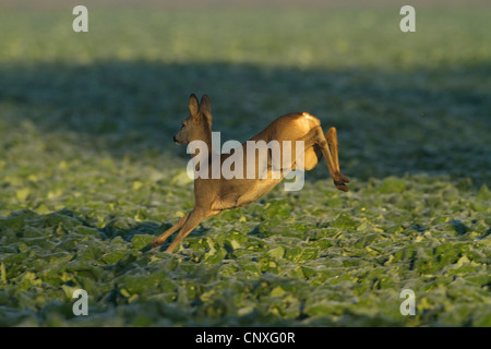 Le chevreuil (Capreolus capreolus), dans un champ de choux fuyant, Allemagne Banque D'Images