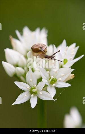 Verger escargot, Copse (escargots Arianta arbustorum), en butinant ramsons, Allemagne, Hesse, NSG Kuehkopf-Knoblochsaue Banque D'Images