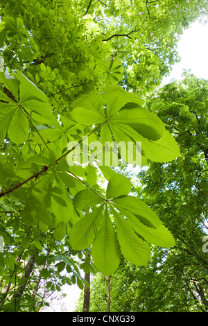 Le marronnier commun (Aesculus hippocastanum), les feuilles du dessus, l'Allemagne, Hesse, NSG Kuehkopf-Knoblochsaue Banque D'Images