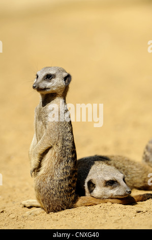 À queue fine, suricate (Suricata suricatta) suricates, deux animaux à côté de l'autre, l'un errected, l'un couché sur le ventre Banque D'Images