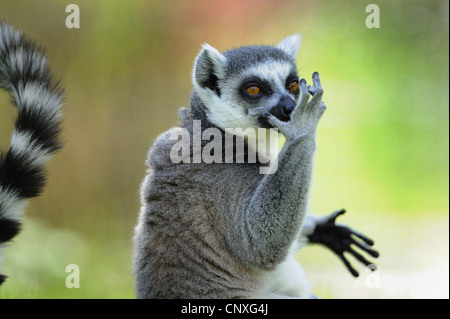 Untitled document (Lemur catta), assis avec une seule main à la face Banque D'Images