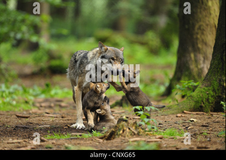 Le loup gris d'Europe (Canis lupus lupus), une femme dans une forêt avec trois petits, Allemagne, Bavière, Parc National de la Forêt bavaroise Banque D'Images