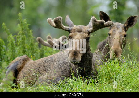 Le wapiti, l'orignal (Alces alces alces), mâle et femelle lying in grass Banque D'Images