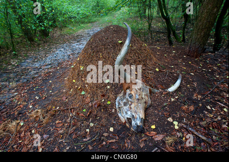 Fourmi (Formica rufa), ant hill avec un crâne d'une vache, l'Allemagne, en Rhénanie du Nord-Westphalie, Schlossholte-Stukenbrock Banque D'Images