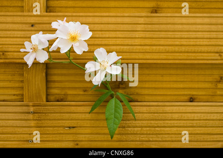 Plantes ornementales rose (Rosa 'Francis Lester', Rosa Francis Lester), rambler roses Francis Lester, de la direction générale de l'ampleur au jardin clôture, Allemagne Banque D'Images