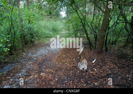 Fourmi (Formica rufa), ant hill avec un crâne d'une vache, l'Allemagne, en Rhénanie du Nord-Westphalie, Schlossholte-Stukenbrock Banque D'Images