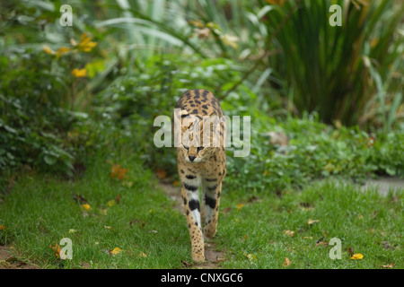 Serval (Leptailurus serval (Felis serval), marche sur un pré Banque D'Images