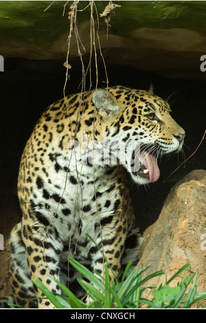 Jaguar (Panthera onca), le bâillement Banque D'Images