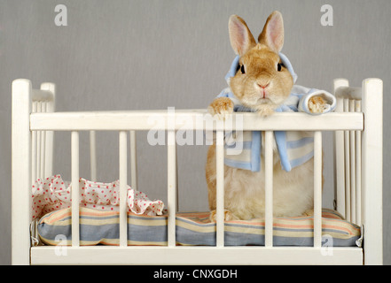 Lapin domestique (Oryctolagus cuniculus f. domestica), jeune lapin dans un parc Banque D'Images