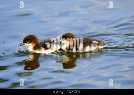 Harle bièvre (Mergus merganser), deux poussins sur un lac, l'Allemagne, la Bavière Banque D'Images