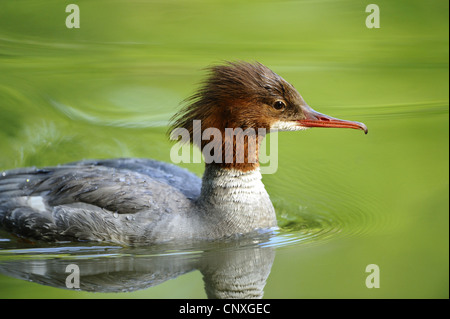 Harle bièvre (Mergus merganser), femelle sur un lac, l'Allemagne, la Bavière Banque D'Images