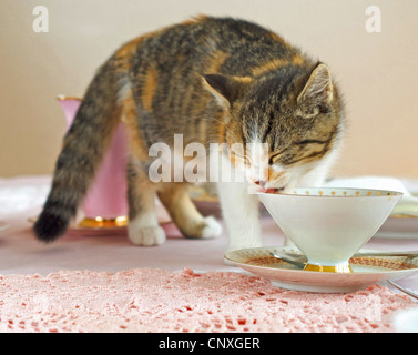 Chat domestique, le chat domestique (Felis silvestris catus) f., la chatte sur un bureau à grignoter une tasse Banque D'Images