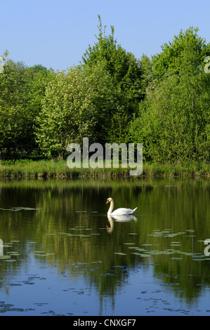 Mute swan (Cygnus olor), seul oiseau sur un lac piscine ensoleillée, Allemagne, Bavière, Haut-Palatinat Banque D'Images