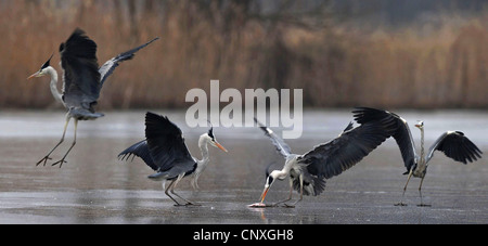 Héron cendré (Ardea cinerea), des hérons qui luttent pour la proie d'un lac gelé, Hongrie Banque D'Images