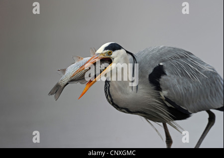 Héron cendré (Ardea cinerea), avec un poisson dans son bec, la Hongrie Banque D'Images