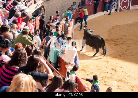 Le traditionnel Toro Embolao, courses de taureaux et corridas à Plaza de Toros de Los Barrios de Toros, le dimanche de Pâques 2012. Banque D'Images