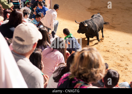 Le traditionnel Toro Embolao, courses de taureaux et corridas à Plaza de Toros de Los Barrios de Toros, le dimanche de Pâques 2012. Banque D'Images