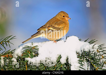 Chaffinch (Fringilla coelebs), femme en hiver s'asseoir sur un arbre, Allemagne Banque D'Images