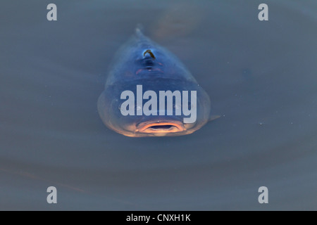 Carpe miroir, carpe, carpe commune, carpe (Cyprinus carpio morpha noblis), à la surface de l'eau, de l'Allemagne, la Saxe Banque D'Images