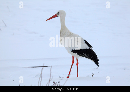 Cigogne Blanche (Ciconia ciconia), en hiver, Allemagne Banque D'Images