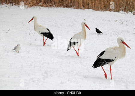 Cigogne Blanche (Ciconia ciconia), cigognes blanches en hiver dans un pré avec oscine et gull oiseaux, Allemagne Banque D'Images