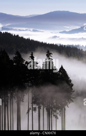 Matin brouillard dans les vallées de la forêt d'Arnsberg, Allemagne, Rhénanie du Nord-Westphalie, Rhénanie-Palatinat, Meschede Banque D'Images