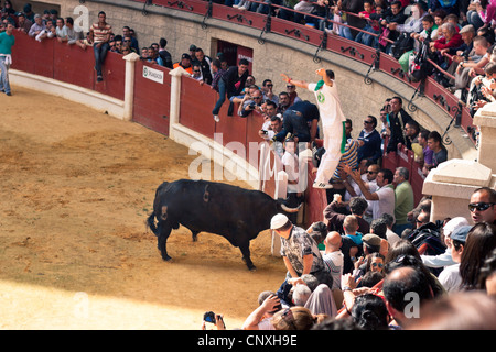 Le traditionnel Toro Embolao, courses de taureaux et corridas à Plaza de Toros de Los Barrios de Toros, le dimanche de Pâques 2012. Banque D'Images