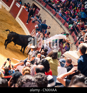 Le traditionnel Toro Embolao, courses de taureaux et corridas à Plaza de Toros de Los Barrios de Toros, le dimanche de Pâques 2012. Banque D'Images