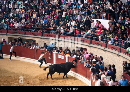 Le traditionnel Toro Embolao, courses de taureaux et corridas à Plaza de Toros de Los Barrios de Toros, le dimanche de Pâques 2012. Banque D'Images