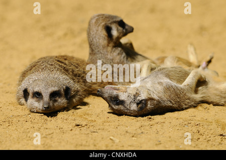 À queue fine, suricate (Suricata suricatta) suricates, certains animaux se reposer côte à côte sur le sol sec sol Banque D'Images