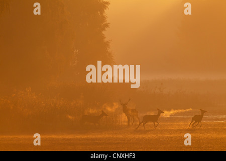 Red Deer (Cervus elaphus), Hart et hinds en début de matinée de brume, de l'Allemagne, la Saxe, Syd Banque D'Images