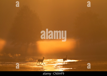 Red Deer (Cervus elaphus), biches traversant un ruisseau en début de matinée de brume, de l'Allemagne, la Saxe, Syd Banque D'Images