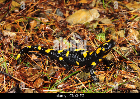 Salamandre terrestre européen (Salamandra salamandra), assis sur le sol, le Monténégro, Prokletije Banque D'Images