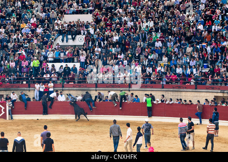 Le traditionnel Toro Embolao, courses de taureaux et corridas à Plaza de Toros de Los Barrios de Toros, le dimanche de Pâques 2012. Banque D'Images