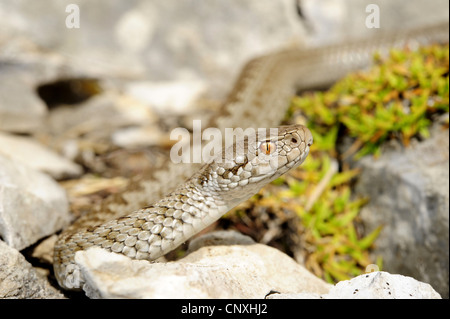 Meadow Viper, le viper (Orsini Vipera ursinii, Vipera ursinii macrops), juvénile parmi les pierres, Monténégro, parc national de Durmitor Banque D'Images