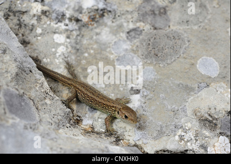 Sand lizard (Lacerta agilis, Lacerta agilis bosnica), juvénile sur le roc, le Monténégro, le parc national de Durmitor Banque D'Images