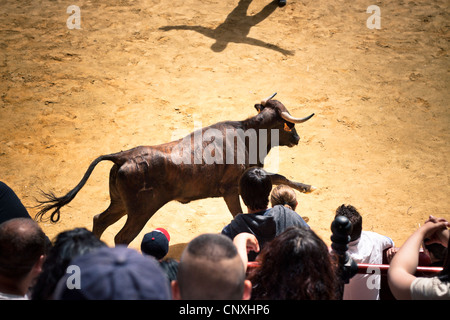 Le traditionnel Toro Embolao, courses de taureaux et corridas à Plaza de Toros de Los Barrios de Toros, le dimanche de Pâques 2012. Banque D'Images