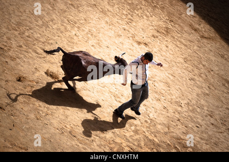 Le traditionnel Toro Embolao, courses de taureaux et corridas à Plaza de Toros de Los Barrios de Toros, le dimanche de Pâques 2012. Banque D'Images