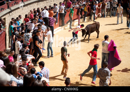 Le traditionnel Toro Embolao, courses de taureaux et corridas à Plaza de Toros de Los Barrios de Toros, le dimanche de Pâques 2012. Banque D'Images