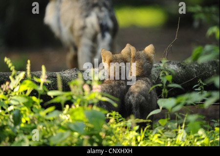 Le loup gris d'Europe (Canis lupus lupus), le loup d'oursons à la recherche de leur mère, l'Allemagne, la Bavière, le Parc National de la Forêt bavaroise Banque D'Images